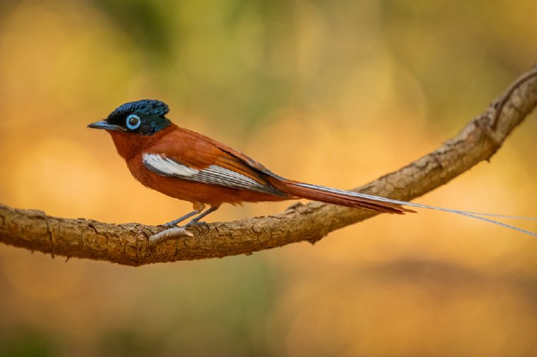 017 Berenty, madagaskarparadijsmonarch.jpg